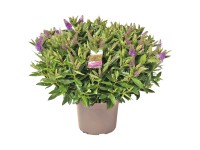 ÖrökZöld veronikacserje magasság kb. 40 cm cserépátmérő kb. 23 cm Zöld-sárga