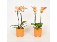 Lepkeorchidea (Phalaenopsis) üvegben cserépátmérő: kb. 12 cm