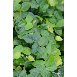 Közelkép a Green Sunny kúszó fikuszról (Ficus pumila) kis, zöld levelekkel.