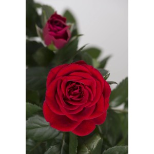 Piros törzsű rózsa, kb. 70-80 cm magas, 2 literes cserépben. Elegáns ágyásokba vagy konténerekbe.