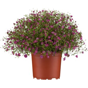 GROW by OBI fátyolvirág cserépben, rózsaszín virágok. Gypsophila muralis cserepes növényként.