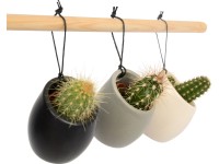 Kaktusz függő kerámiában cserépátmérő: kb. 5 cm