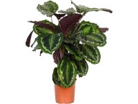 Zebralevél-válogatás magasság kb. 65 - 75 cm cserépátmérő kb. 21 cm Calathea