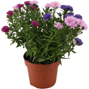Aster "Trio" cserépben, kb. 14 cm, lila, rózsaszín és kék virágokkal.