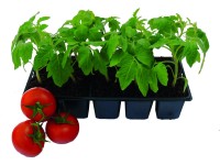 Paradicsom palánta 10 db/tálca