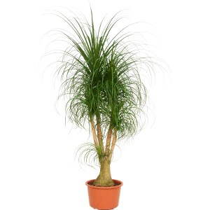 Elefántláb (Beaucarnea recurvata) cserépben, kb. 40 cm Ø, szobanövény jellegzetes törzzsel.