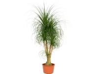 Elefántláb cserépátmérő: kb. 40 cm (Beaucarnea recurvata)