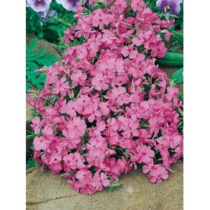 Rózsaszín GROW by OBI Pázsitviola 'McDaniel's Cushion' 9 cm-es cserépben, virágzó lángvirág.
