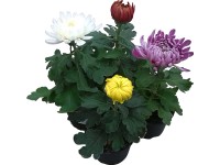 Nagyvirágú krizantém 10,5 cm-es cserépben Nagyvirágú krizantém 10,5 cm-es cserépben