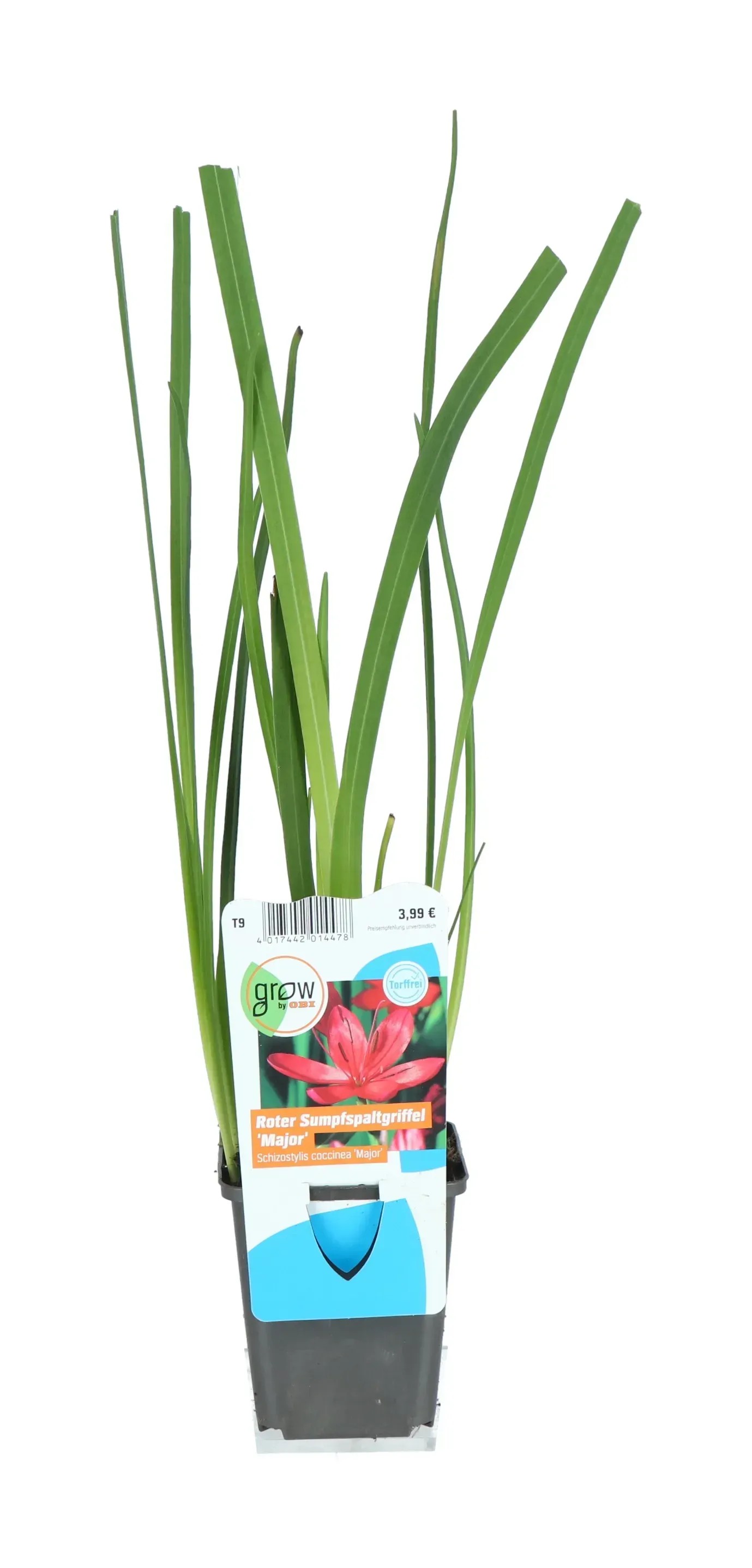 obi-kafferliliom-major-piros-cser-p-tm-r-kb-9-cm-schizostylis