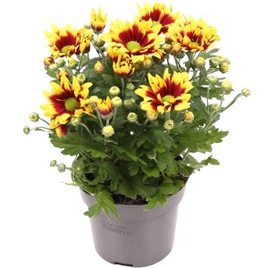Krizantém Splendid cserépben, sárga-piros virágok, kb. 20-30 cm magas.