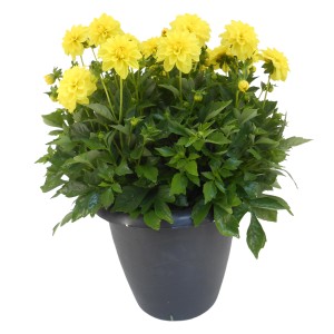 Sárga dália (Dahlia hibrid) fekete önöntöző cserépben, cserép átmérője kb. 33 cm.