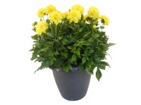 Dália cserépátmérő kb. 33 cm Dahlia Hybride Dália cserépátmérő kb. 33 cm Dahlia Hybride