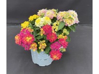 GROW by OBI sétányrózsa trió cserépátmérő kb. 12 cm Lantana camara GROW by OBI sétányrózsa trió cserépátmérő kb. 12 cm Lantana camara