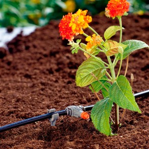 Gardena 2 l/h sorcsepegtető a Micro-Drip rendszerben egy növényt öntöz a kertben.