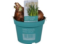 Nárcisz 