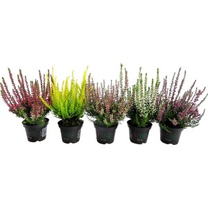 Cserepes Calluna erika, különböző színekben.