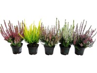 Csarab cserépátmérő kb. 6 cm Calluna Csarab cserépátmérő kb. 6 cm Calluna