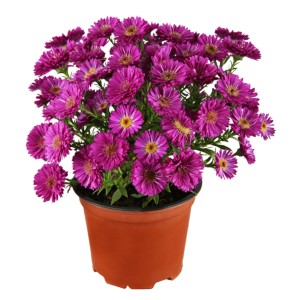 OBI Kerti őszirózsa Dunkle Schöne Violett cserépben, lila virágok sárga közepükkel.