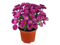 OBI kerti őszirózsa 