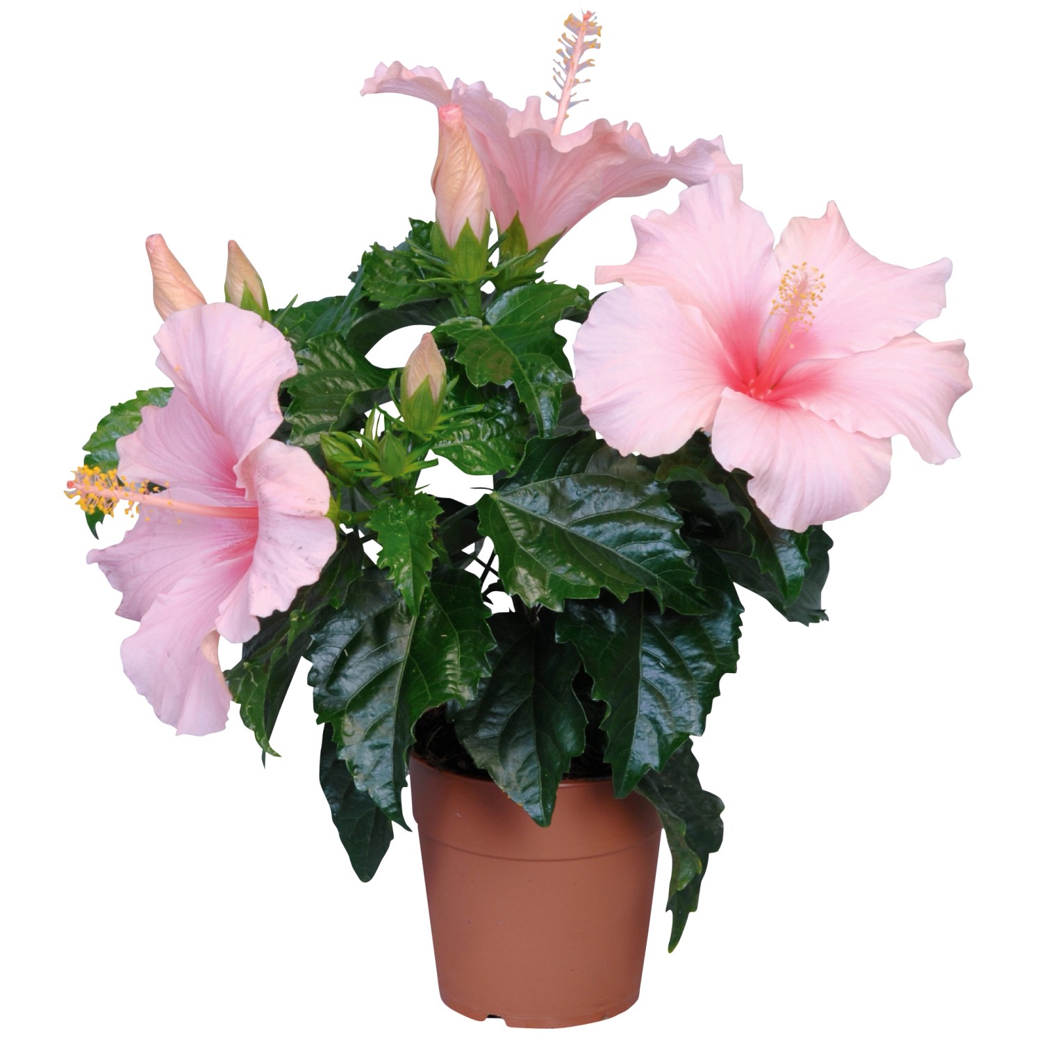 Kínai hibiszkusz "Long life" cserépátmérő kb. 15 cm Hibiscus rosa
