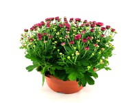 Fészkesvirágzatú csésze T19 Chrysanthemum ind. Uni