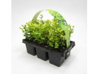 Kúszó kecskerágó Emerald Gold sárgatarka 6 darabos csomag cserép kb. 7 cm