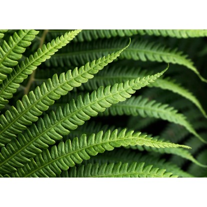 Komar fotótapéta gyapjú Farn 350 cm x 250 cm