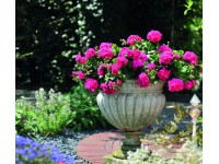 Muskátli Great Balls of Fire kb. 12 cm-es cserépben Muskátli Great Balls of Fire kb. 12 cm-es cserépben