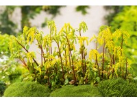 OBI sűrűlevél sárga cserépátmérő: kb. 9 cm x 9 cm Chiastophyllum