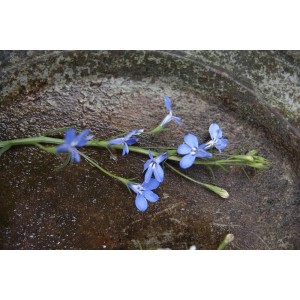 Kék lobélia (Männertreu Blau), 10-es csomag, finom kék virágok tavaszi ültetéshez.