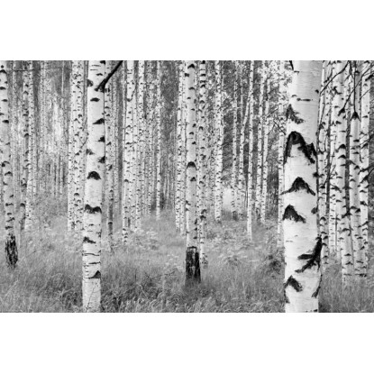 Komar nemszőtt fotótapéta Woods 368 cm x 248 cm FSC