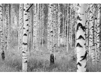 Komar nemszőtt fotótapéta Woods 368 cm x 248 cm FSC