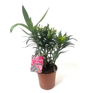 Oleander bokor cserépben (Ø 14cm), Nerium Oleander, zöld levelekkel és virágbimbókkal.