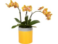Lepkeorchidea kétszárú 