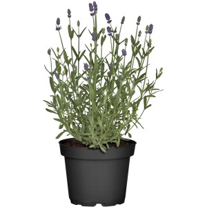 GROW by OBI Valódi levendula cserépben, kb. 19 cm átmérőjű.