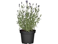 OBI közönséges levendula cserépátmérő: kb. 19 cm Lavandula