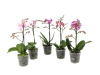 Lepkeorchidea válogatás kb. 40-55 cm Phalaenopsis Lepkeorchidea válogatás kb. 40-55 cm Phalaenopsis