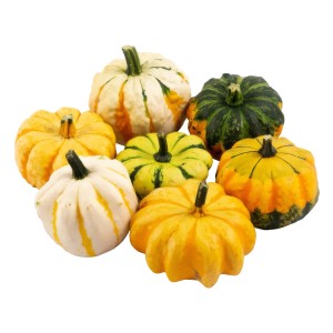 Többszínű dísztökök 'Daisy Gourd' őszi dekorációként.