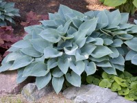 OBI árnyliliom kékesszürke cserépátmérő: kb. 13 cm Hosta OBI árnyliliom kékesszürke cserépátmérő: kb. 13 cm Hosta