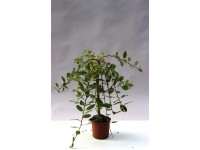 Csüngő barkafűz 60 cm Csüngő barkafűz 60 cm