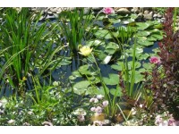 Tavi és vizi növények többféle virágzó