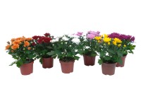 Krizantém 3 hajtású színkeverék duplán ültetett cserépátmérő kb. 12 cm Krizantém 3 hajtású színkeverék duplán ültetett cserépátmérő kb. 12 cm