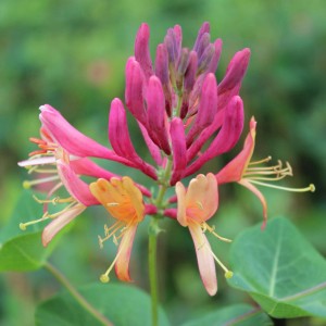 Közelkép a Goldflame lonc (Lonicera heckrottii) piros-sárga virágairól.