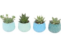 Mini pozsgás növények kerámiában cserépátmérő: kb. 6 cm