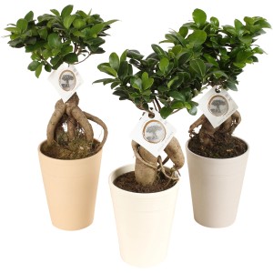 Három Bonsai Ficus Ginseng növény kerámia cserépben, különböző színekben.