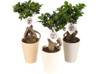 Bonsai Ficus Ginseng válogatás kerámia cserépben cserépátmérő kb. 14 cm Bonsai Ficus Ginseng válogatás kerámia cserépben cserépátmérő kb. 14 cm