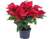 Mikulásvirág cserépátmérő kb. 13 cm