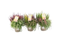 Csarab Garden Girls Updown cserépátmérő kb. 14 cm Calluna vulgaris Csarab Garden Girls Updown cserépátmérő kb. 14 cm Calluna vulgaris