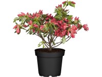 OBI Little Red japán havasszépe magasság kb. 20 cm - 25 cm cserép kb. 2 l Azalea